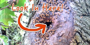Survival Uses For Honey